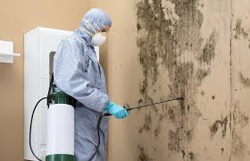 Best Black Mold Removal  in Olney, MD